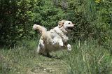 GOLDEN RETRIEVER 1165